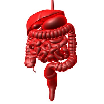 Human Digestive System Anatomy For Medical Concept 3D Rendering