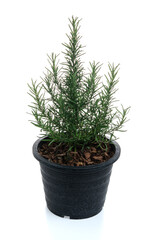 Rosemary in black pot isolated on white background