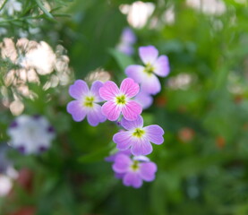 Malcolmia maritima, common name Virginia stock, wildflower, ornamental  garden plant