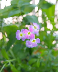 Malcolmia maritima, common name Virginia stock, wildflower, ornamental  garden plant