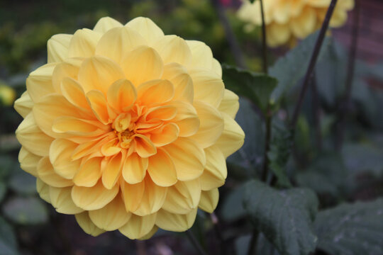 Dahlia