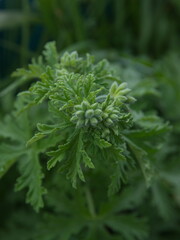 Pelargonium fragrance, lemon scent Geranium, scented-leaved pelargonium