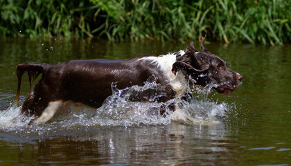 Fototapeta premium English Springer Spaniel in the river