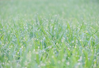 Obraz premium Noise rice plant blur photo, with a bokeh background