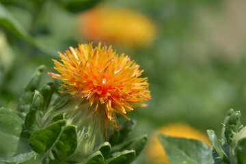 紅花