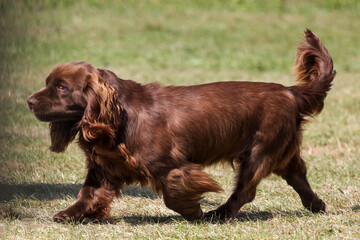 Sussex Spaniel