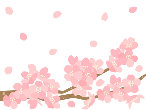 さくら107　桜