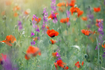 floral meadow background, colorful field of  wild summer flowers and red poppies at morning sunrise light, scenic nature landscape