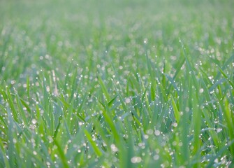 selectively focus green rice tree against bokeh background