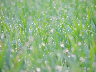 selectively focus green rice tree against bokeh background