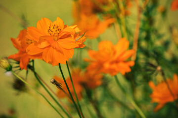 orange flower in the garden