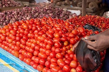 Fototapeta na wymiar Neatly arranged pile of tomatoes with onions and bonnet pepper at the rear of the arranged tomatoes. And a hand holding packaging nylon containing tomatoes