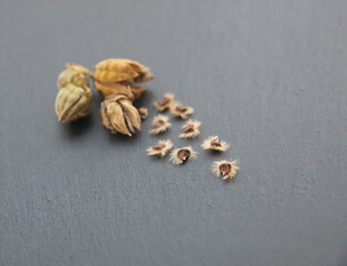 Seeds of Hibiscus syriacus, Korean rose, Syrian ketmia, shrub althea, rose mallow 