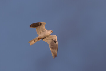 Close view of a white-tailed kite    flying, seen in the wild in North California 