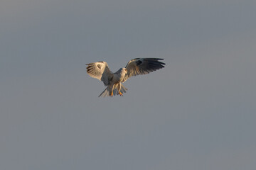 Close view of a white-tailed kite    flying, seen in the wild in North California 