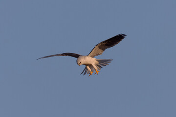 Close view of a white-tailed kite    flying, seen in the wild in North California 