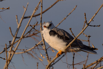 Close-up of a white-tailed kite perched in beautiful light, seen in North California 