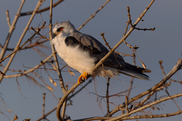 Close-up of a white-tailed kite perched in beautiful light, seen in North California 
