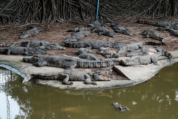 crocodile in the Zoo. Many alligator in farm show. crocodiles and alligators rests on the shore near the lake