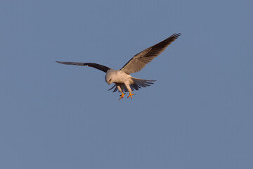 Close view of a white-tailed kite    flying, seen in the wild in North California 