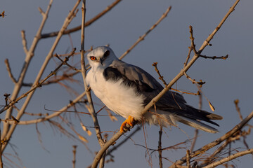 Close-up of a white-tailed kite perched in beautiful light, seen in North California 