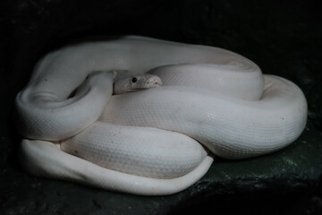 white snake curled up in a ball in a dark room