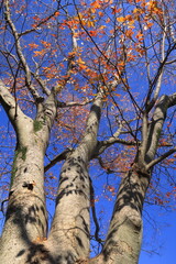初冬の黄葉の枯れ葉をつけた公園の欅