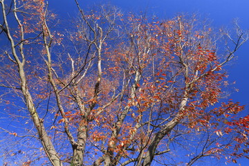 初冬の黄葉の枯れ葉をつけた公園の欅
