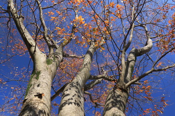 初冬の黄葉の枯れ葉をつけた公園の欅