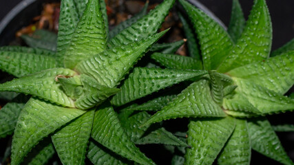 Closeup of  Haworthia limifolia. Beautiful desert plant