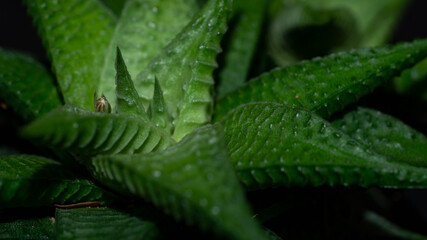 Closeup of  Haworthia limifolia. Beautiful desert plant