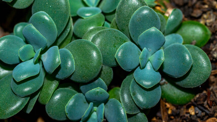 Isolated green blueish succulent plant on dark background. Beautiful desert plant