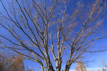 晩秋の欅の枯れ木と青空