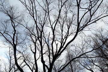 冬の雨空と欅の枯れ木のシルエット