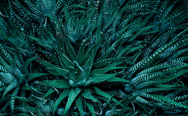 Haworthia fasciata succulent or zebra plant in trendy  tidewater green color.
