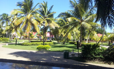 palm trees in the resort