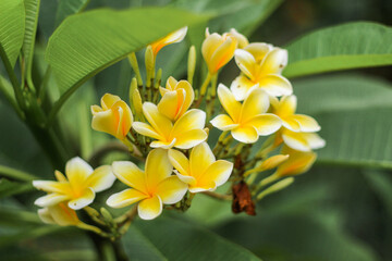 the beauty of yellow frangipani flowers in blooming