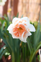 Narcissus Replete, Double-Flowered Daffodils, Narcissus flower 