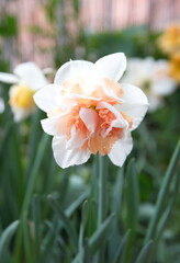 Narcissus Replete, Double-Flowered Daffodils, Narcissus flower 