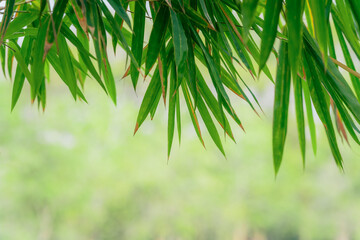 natural green background of bamboo leaves in park