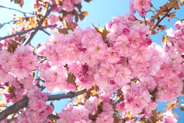 Japanese cherry 
