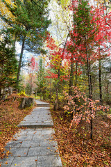 Naklejka na ściany i meble The path in the autumn forests.