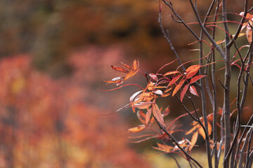 紅葉した木の葉