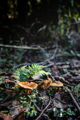 mushrooms shining from the shadows with fern behind them in the forest
