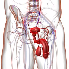 Male Reproductive System Anatomy For Medical Concept 3D Rendering