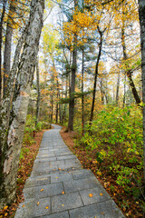 Fototapeta premium The path in the autumn forests.