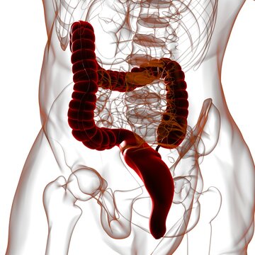 Large Intestine 3D Illustration Human Digestive System Anatomy