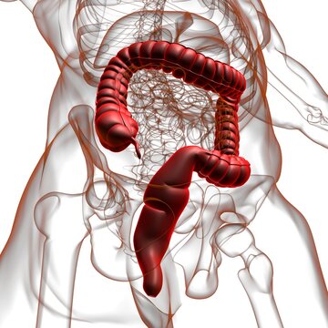 Large Intestine 3D Illustration Human Digestive System Anatomy