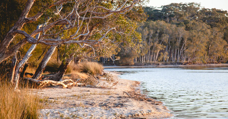 sunset on the river with illuminating eucalyptus forest