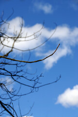 Bare Tree Branches Reaching Up Into The Sky